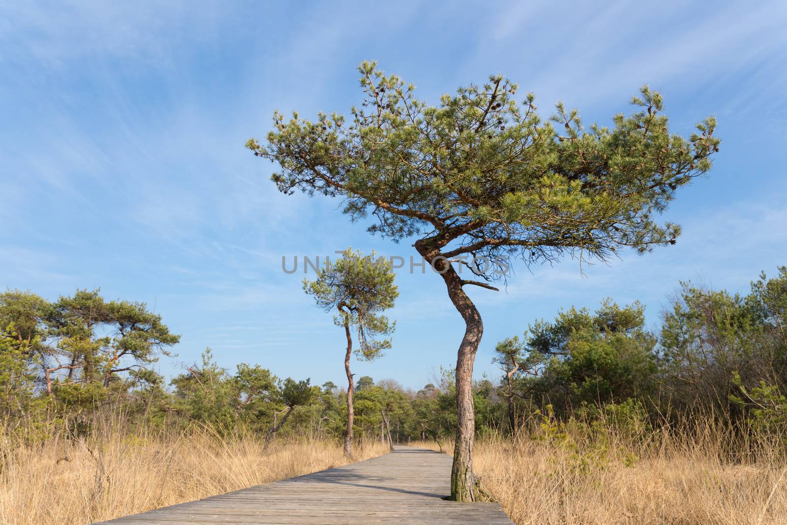 Wooden path for hikers in forest with pine trees and blue sky