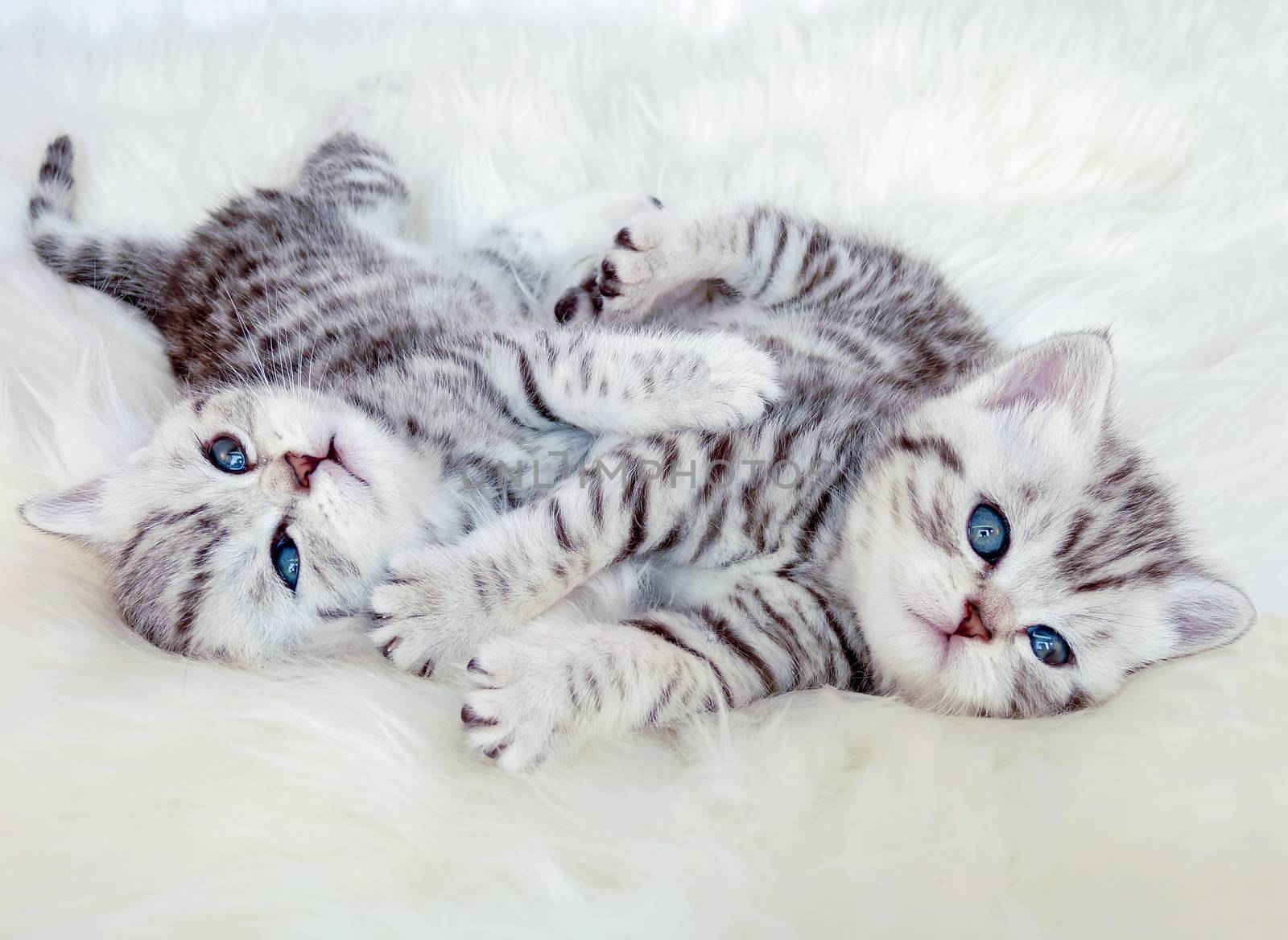 Two young british shorthair silver tabby cats lying playing toge by BenSchonewille