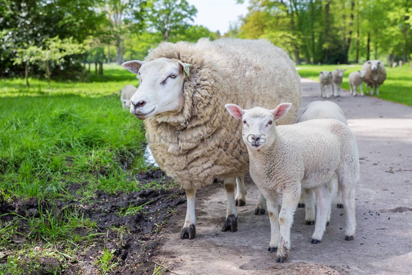 White mother sheep and lamb standing on road by BenSchonewille