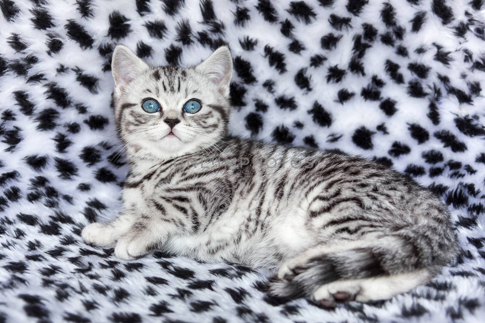 Young black silver tabby spotted british shorthair cat  lying on by BenSchonewille