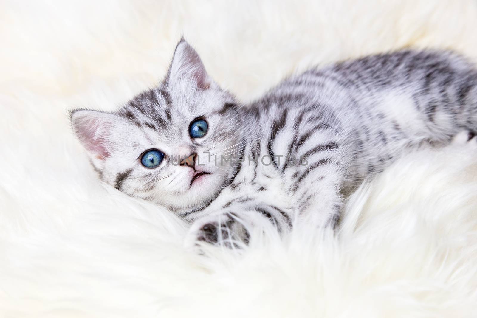 Young silver tabby spotted cat lying on sheep skin by BenSchonewille