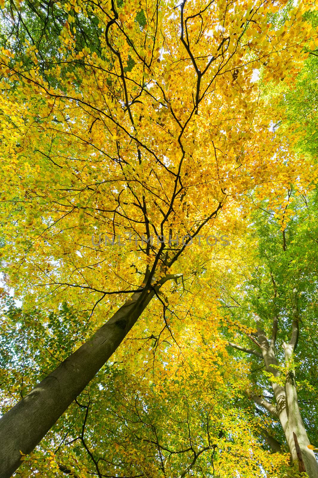 Yellow leaves of treetop with trunk in fall by BenSchonewille