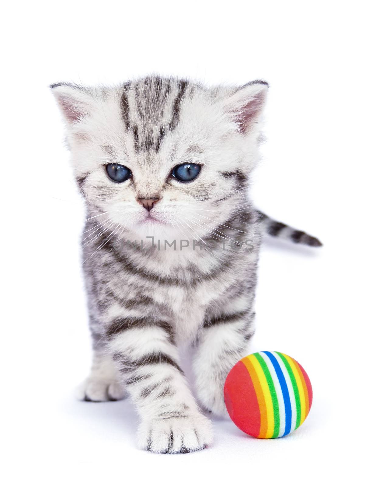 Young standing silver tabby cat with colorful ball