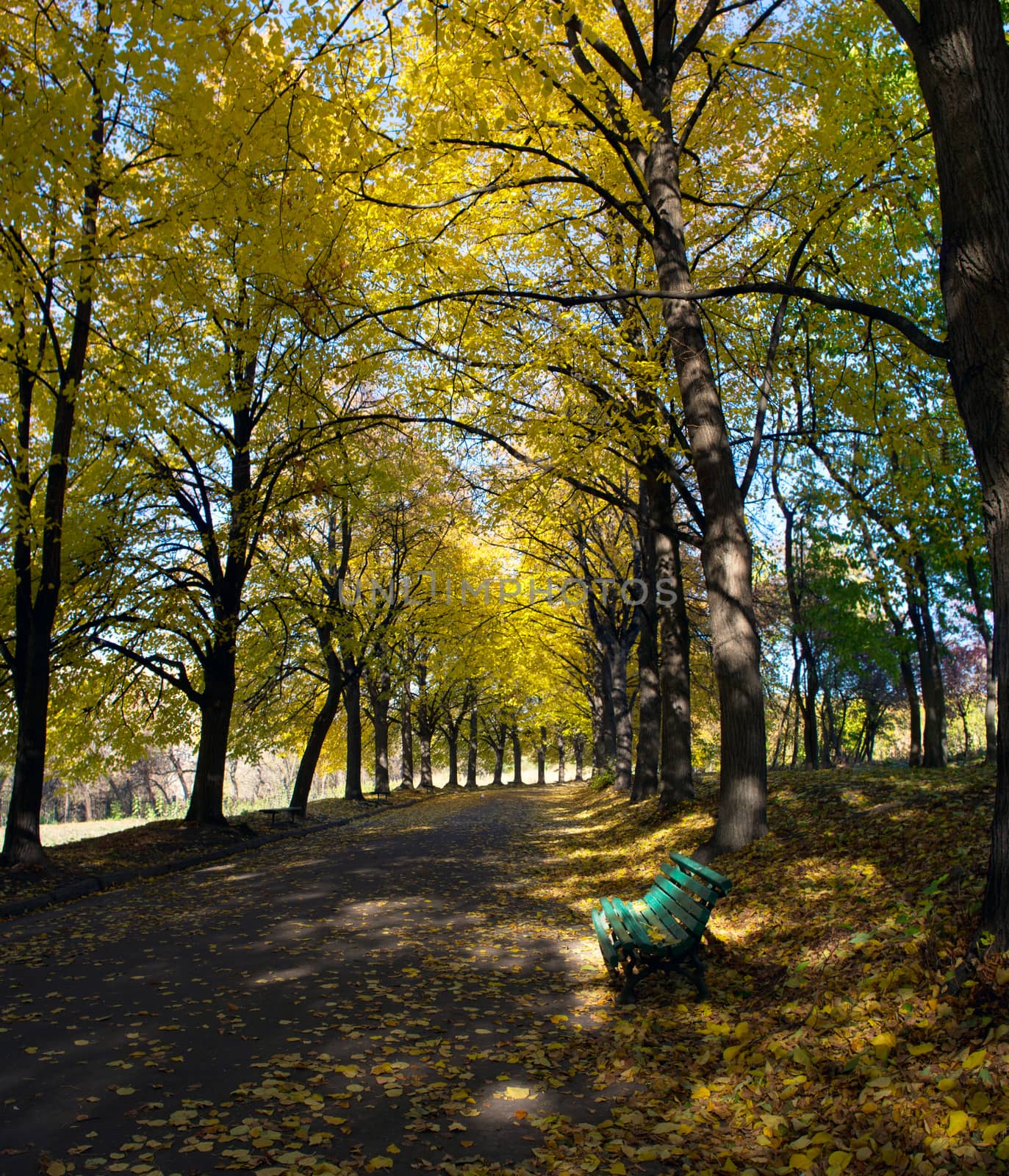 Linden alley in Kiev Botanical garden in the fall. Ukraine