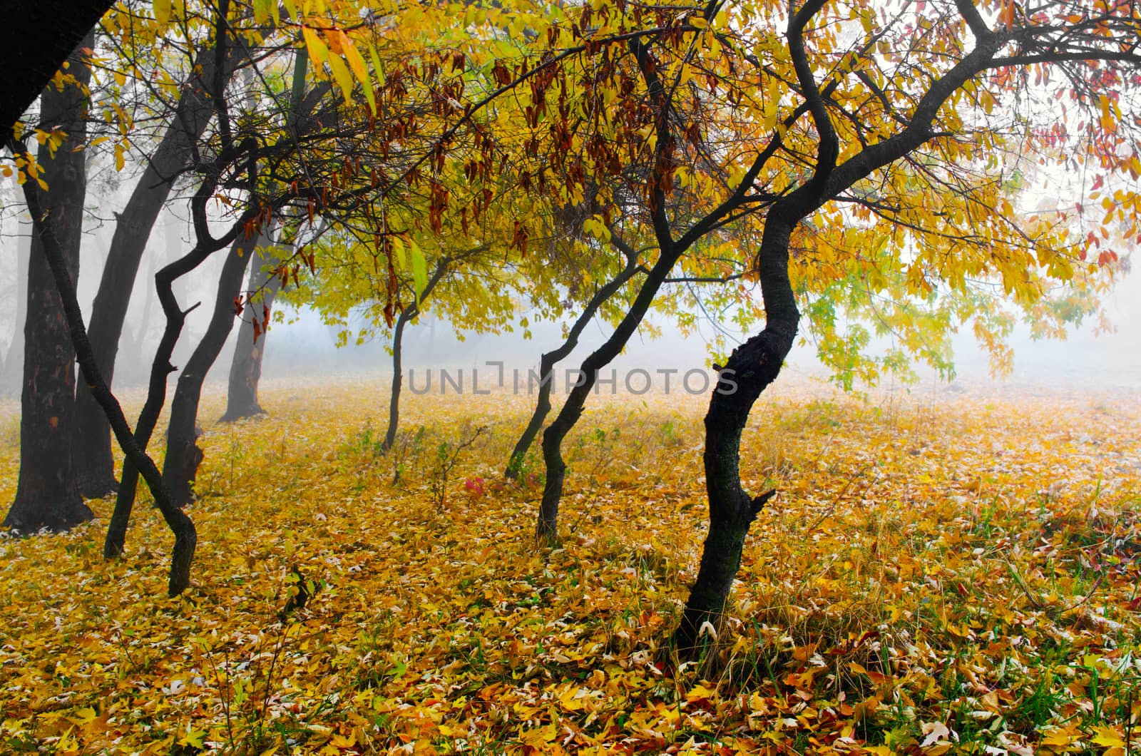 Collection of Beautiful Colorful Autumn Leaves / green, yellow,  by dolnikow