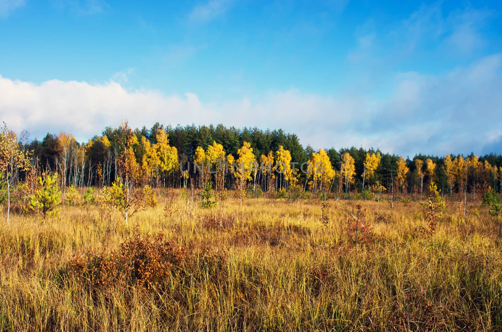 Collection of Beautiful Colorful Autumn Leaves / green, yellow,  by dolnikow