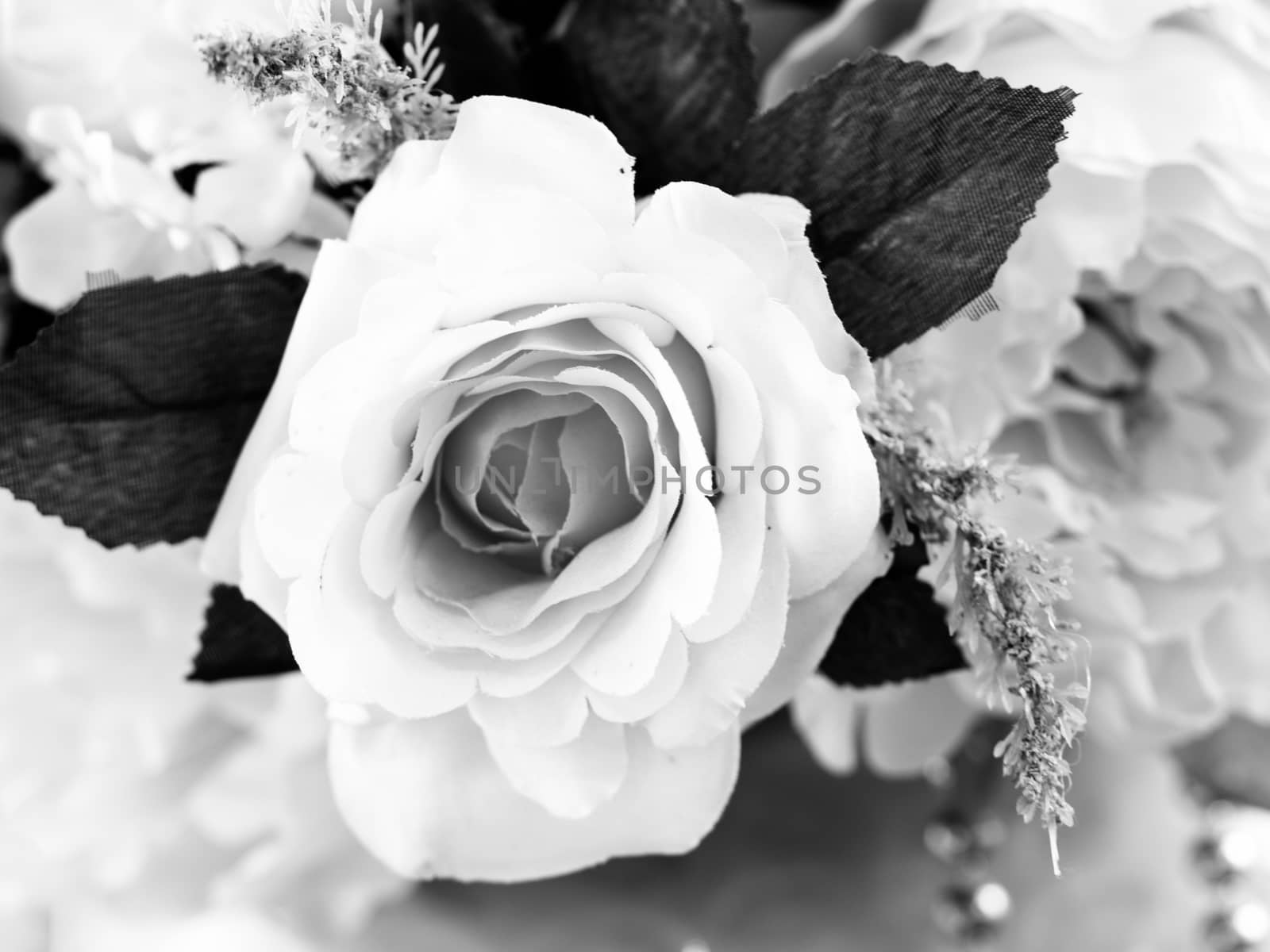 roses flowers. black and white style by APTX4869