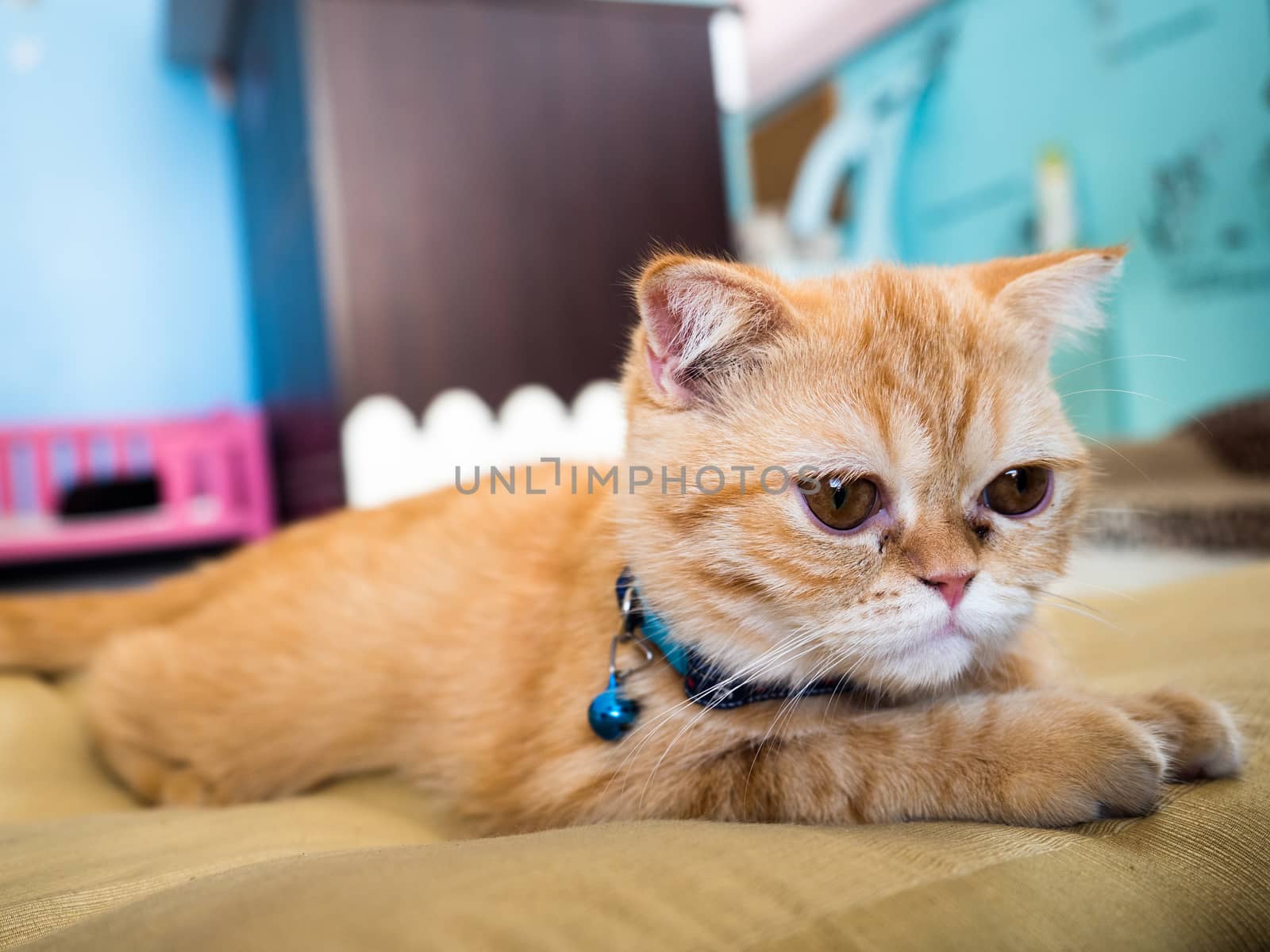  lonely cat in colorful blur background,select focus by APTX4869