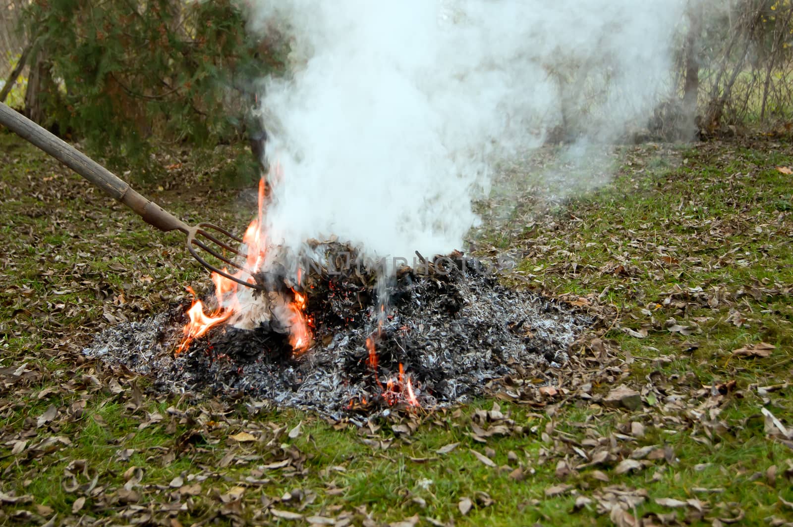 burning of leaves by dadalia