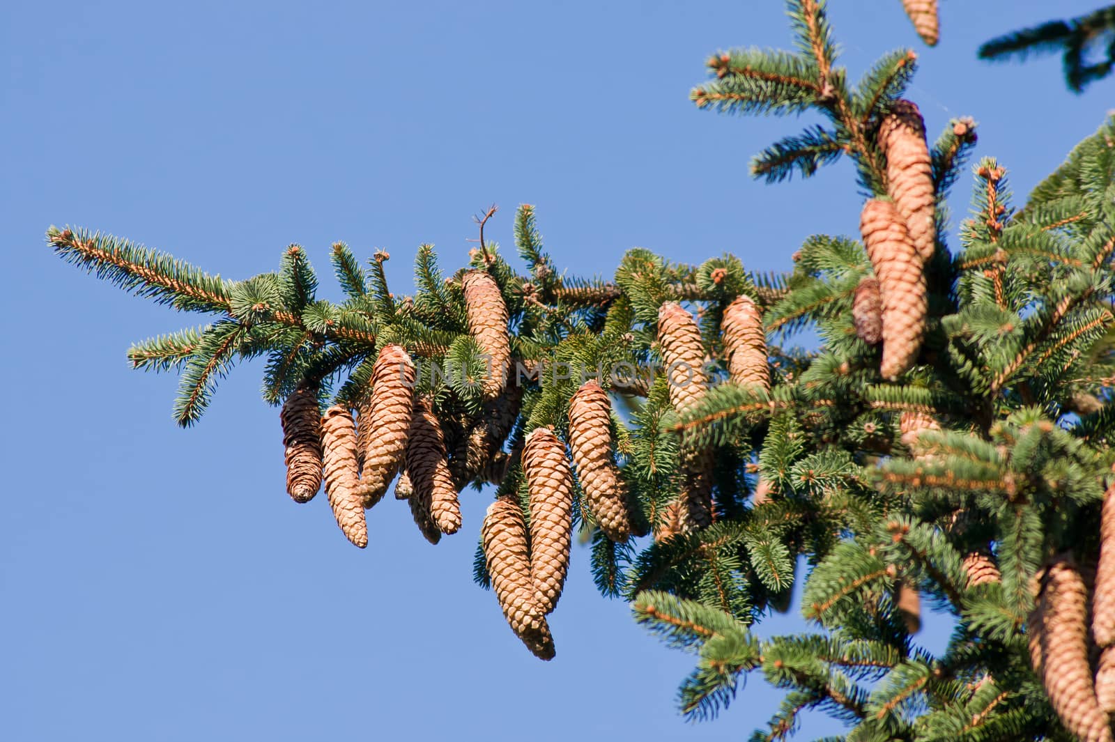 pine cones, branches by dadalia