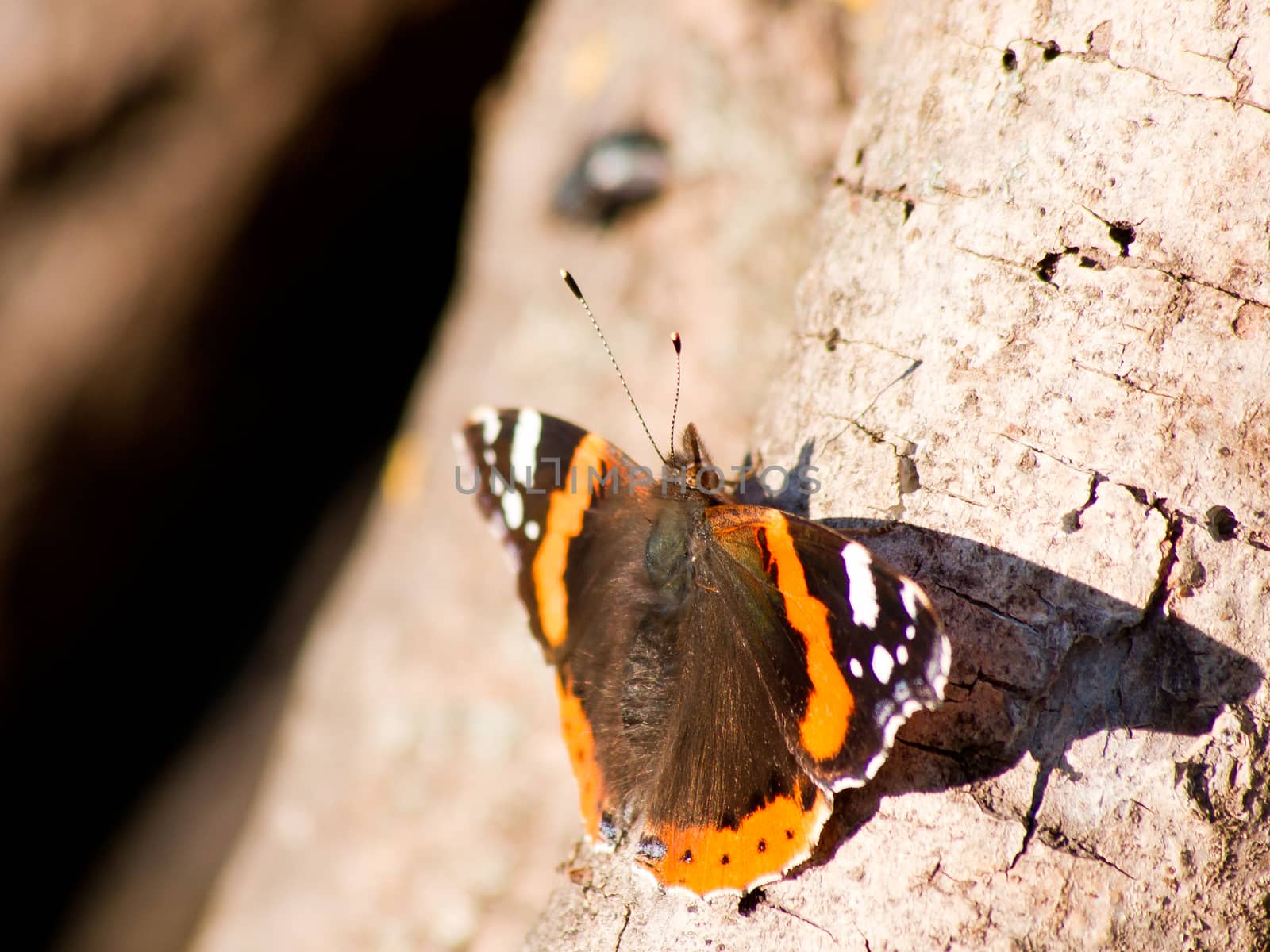Admiral butterfly (Vanessa Atalanta) in the autumn garden.