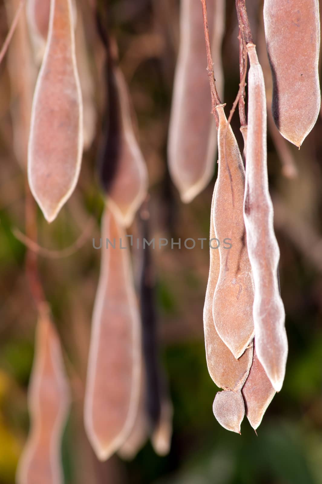 In autumn, the ripe seed of wisteria hanging in the trees.