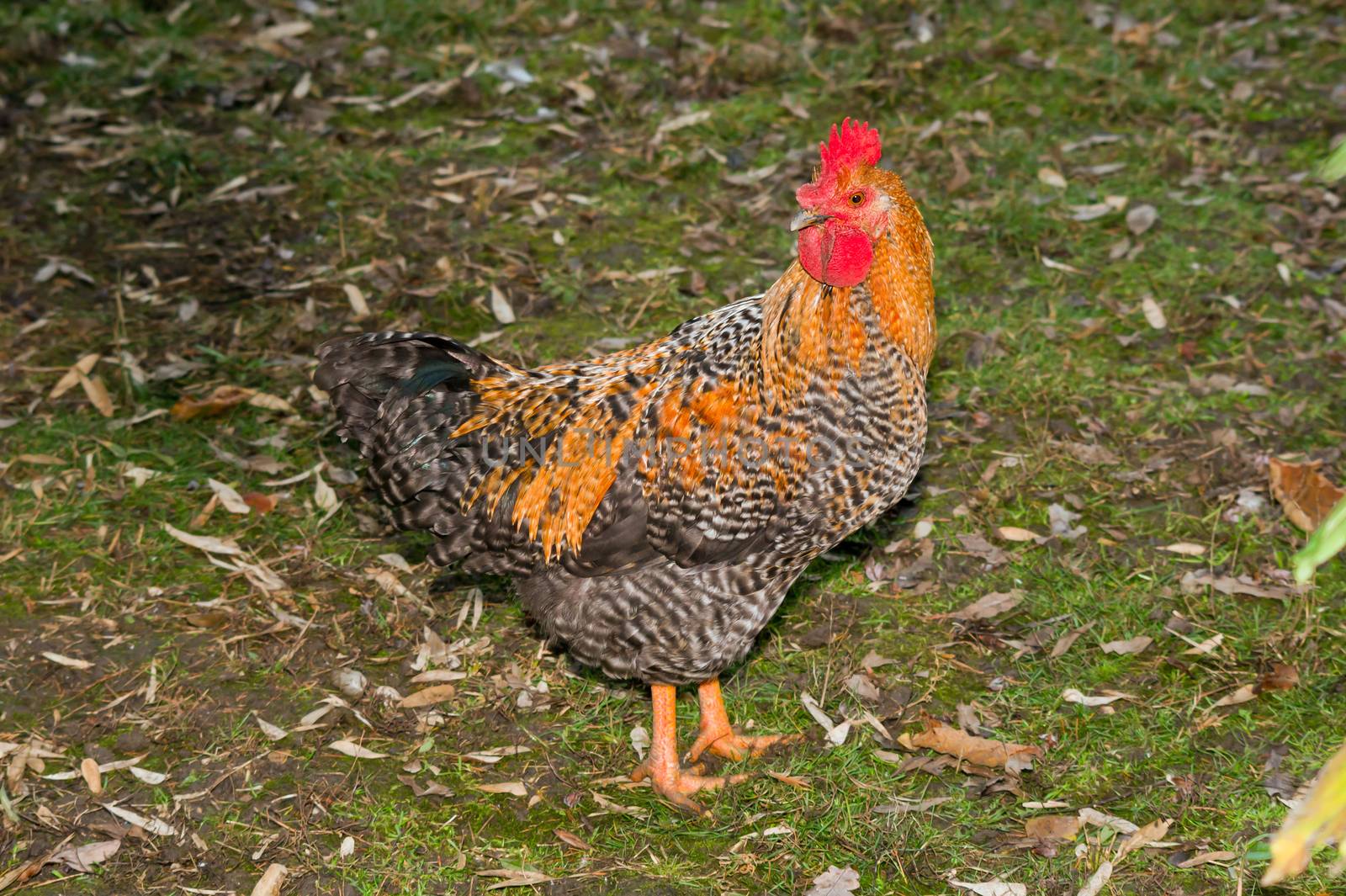 Speckled rooster. by dadalia