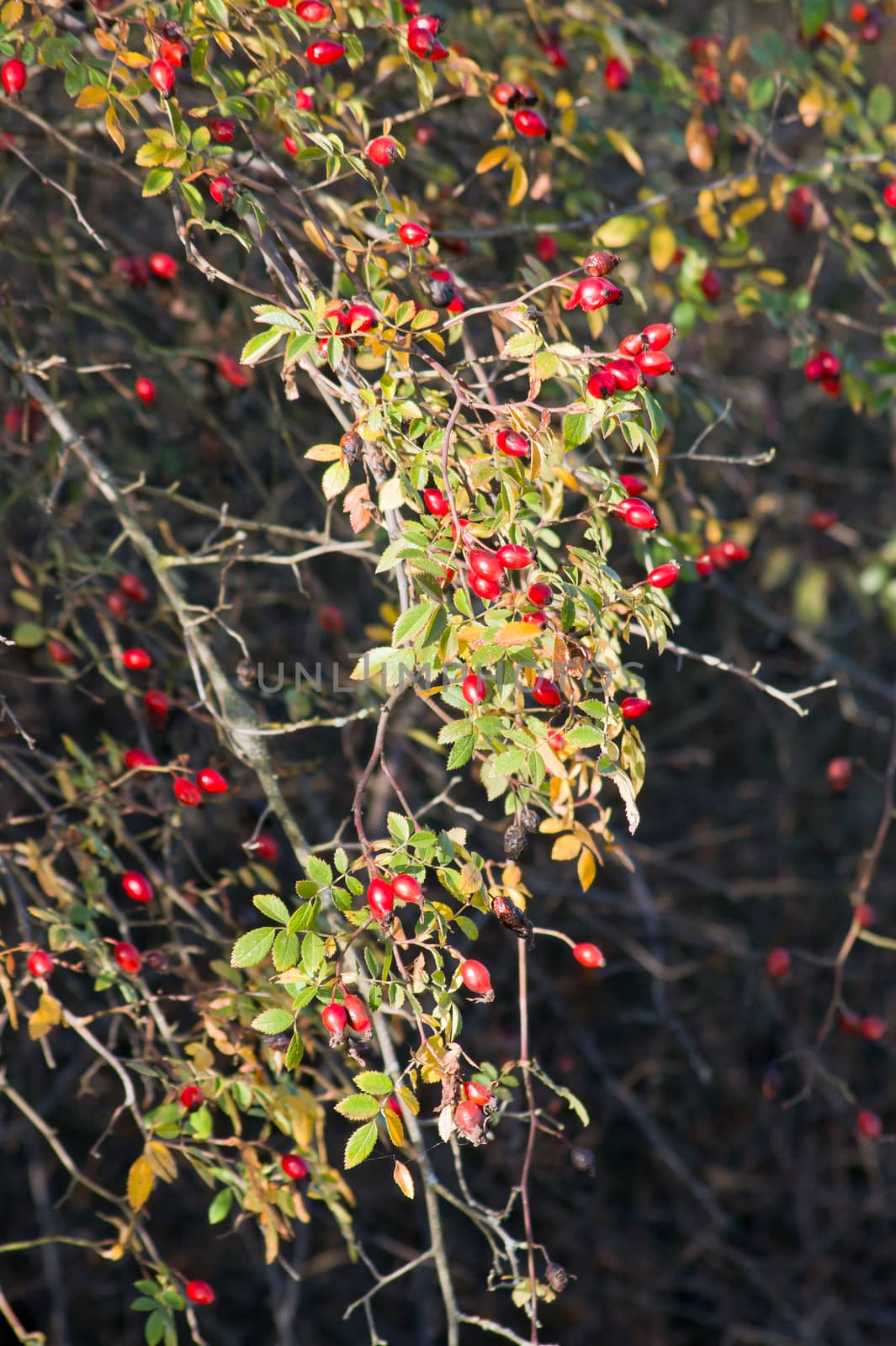 The wild rose (Rosa Canina) berries, rose hips.