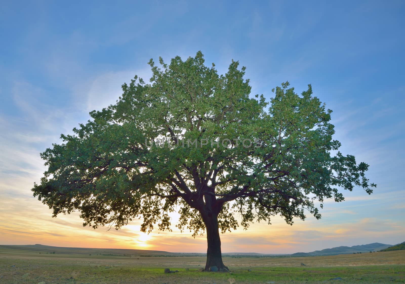 solitary oak tree at  sunset