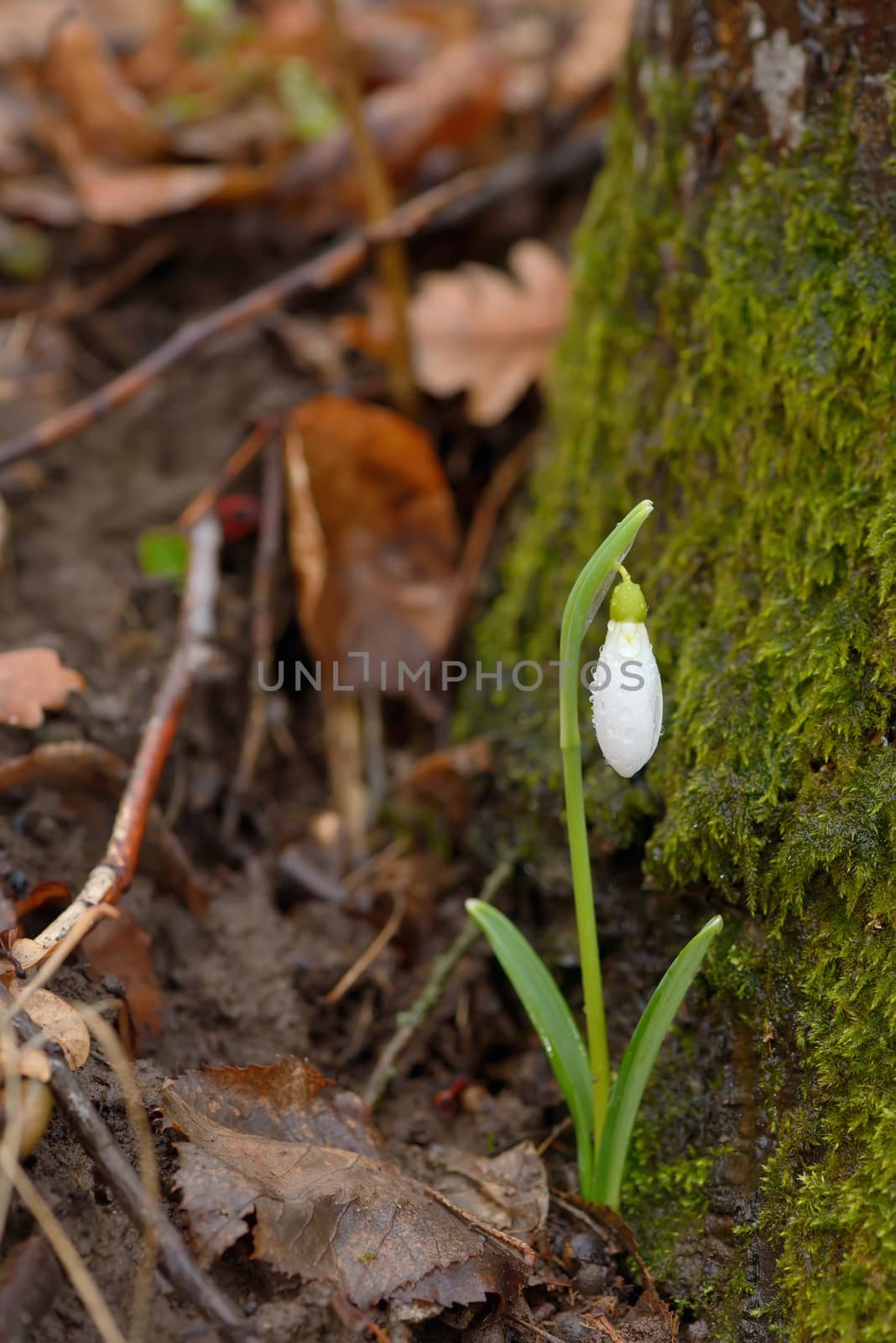 Snowdrops in a forest in spring time