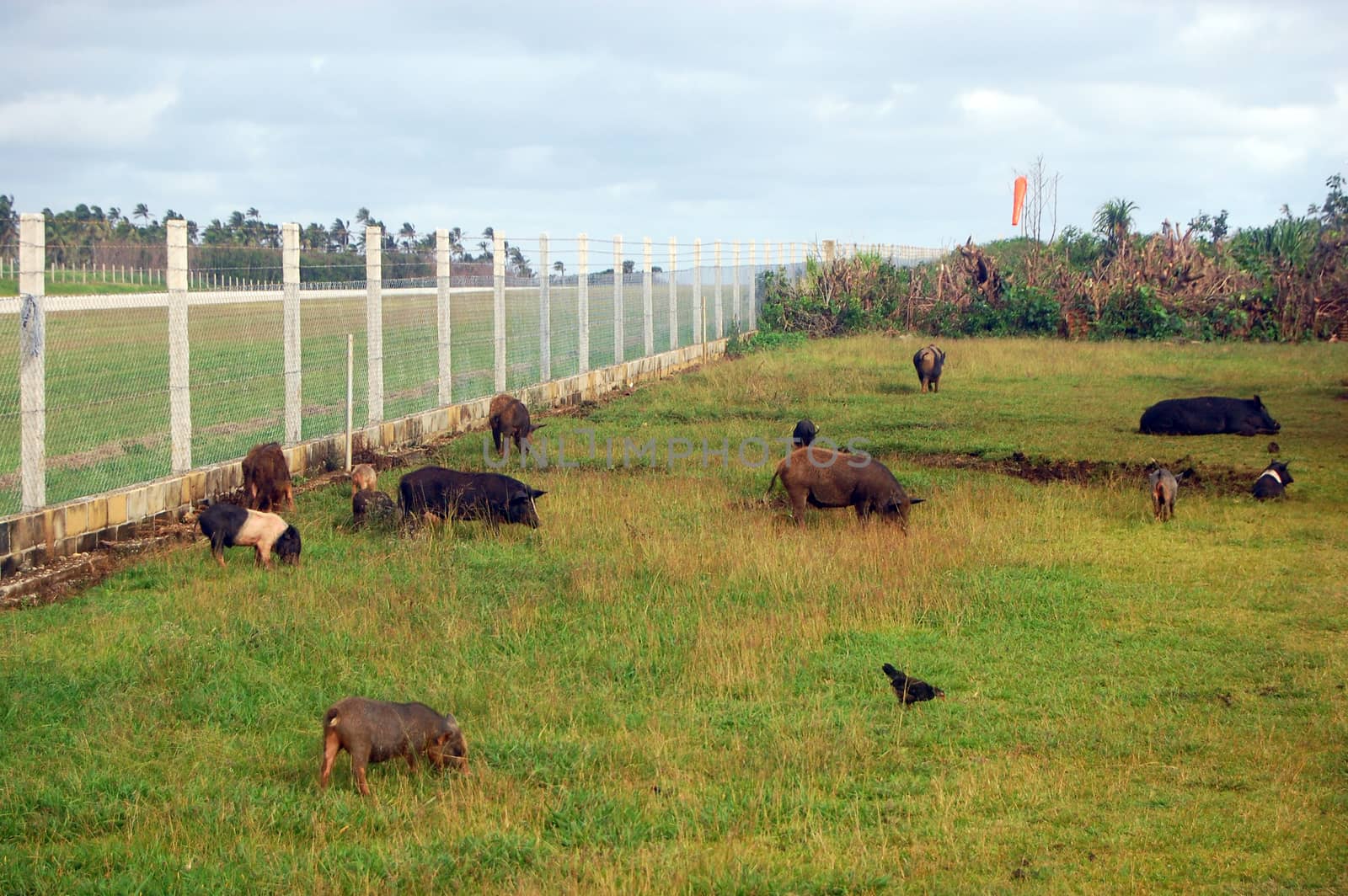 Pigs at field near airport fence, Haapai Island, Polynesia, South Pacific, Tonga