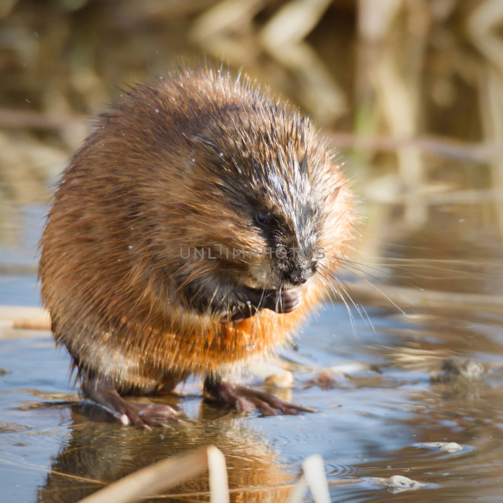 brown muskrat near lake, nature series