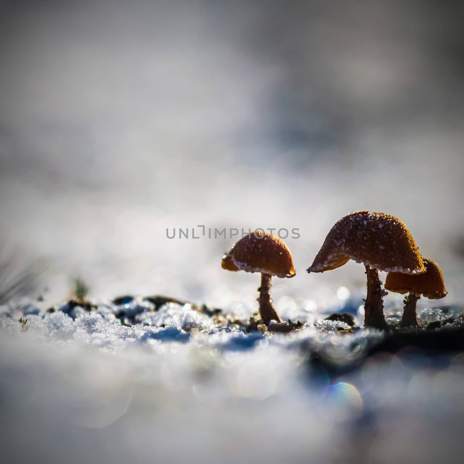 mushroom by TSpider