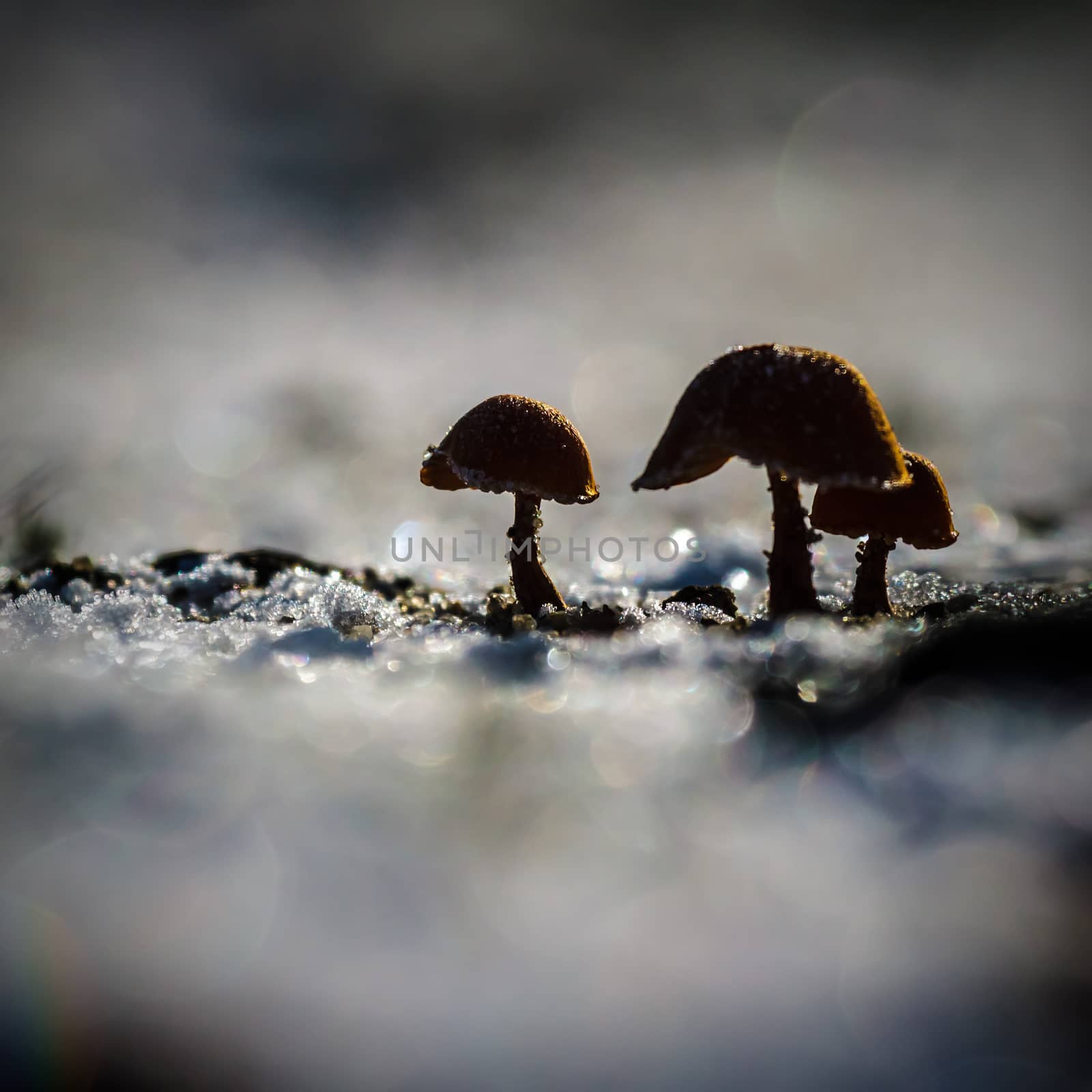 forest mushroom in moss after bir longtime rain