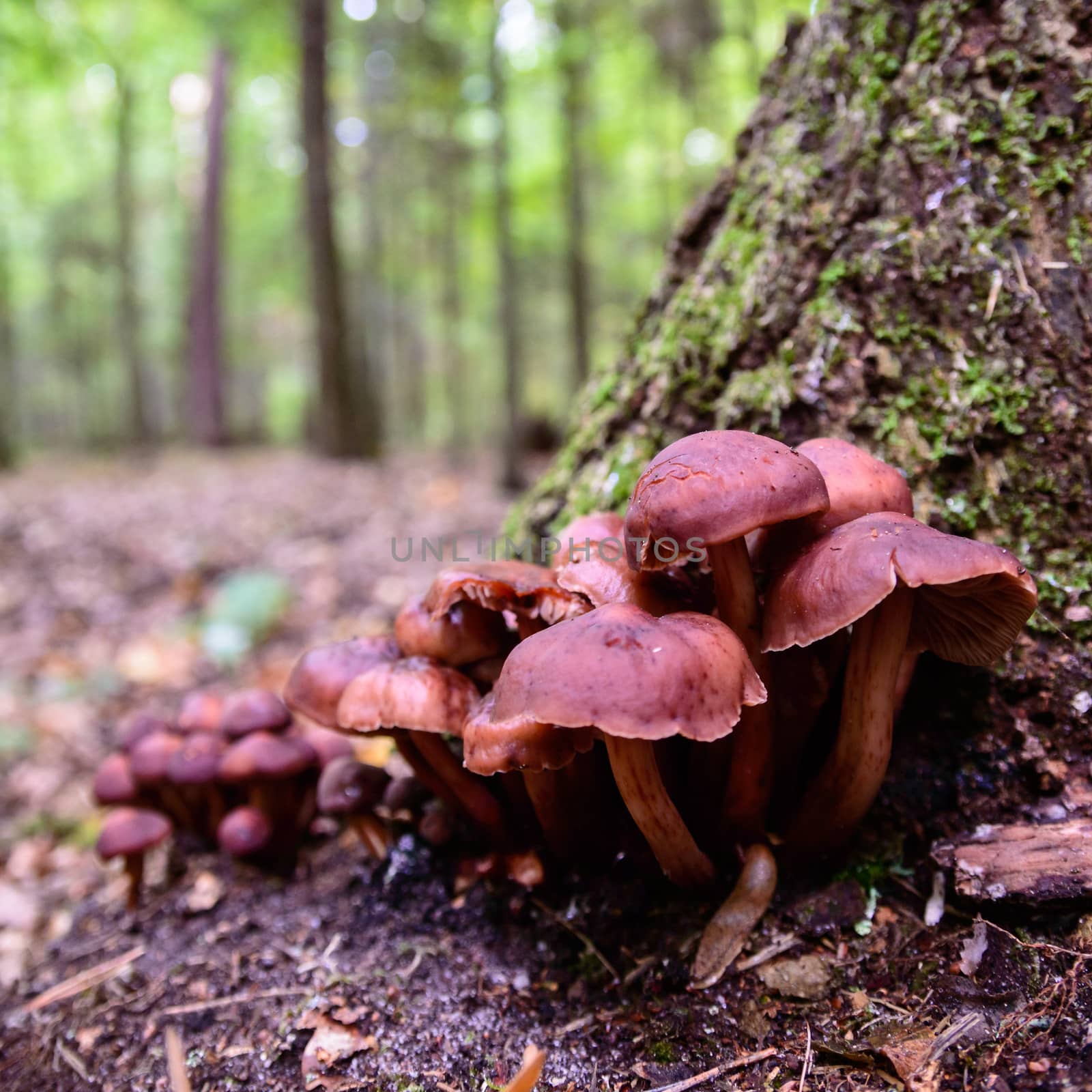 forest mushroom in moss after bir longtime rain