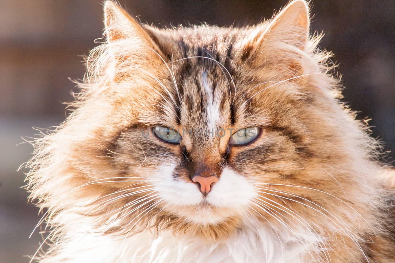 portrait of a beautiful fluffy cat  by antonius_