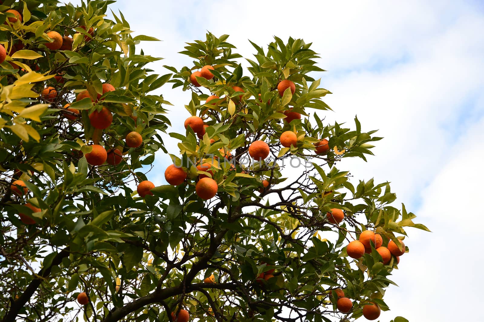 Orange tree in the garden (Selective focus)