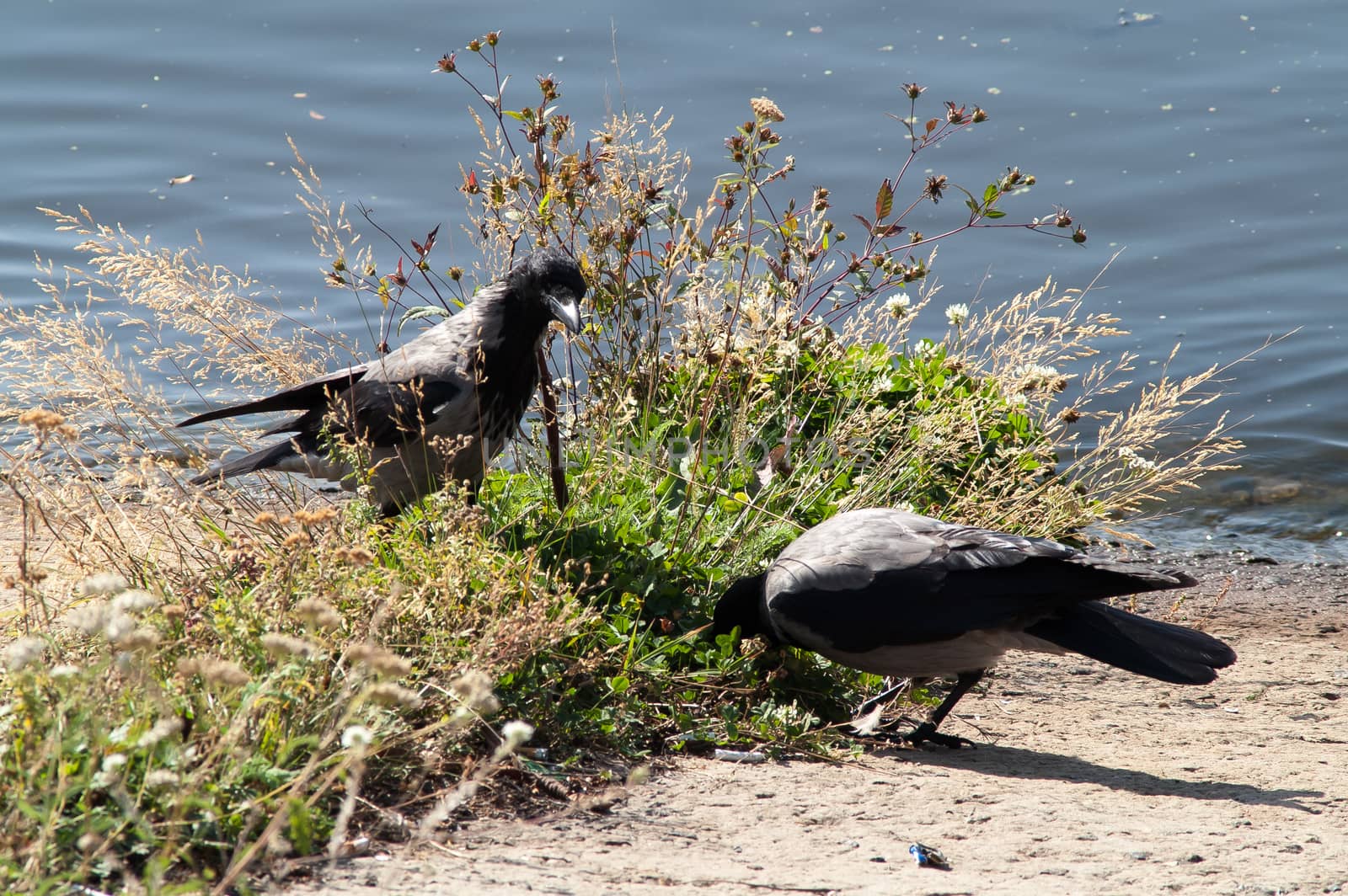 crow on the beach in the grass near the water