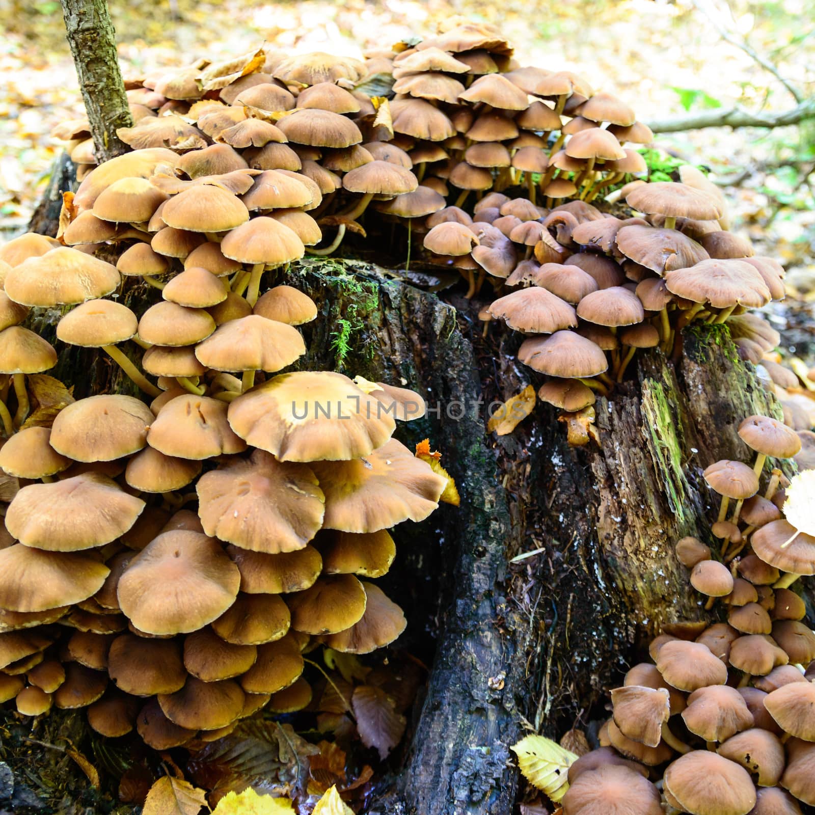 forest mushroom in moss after bir longtime rain