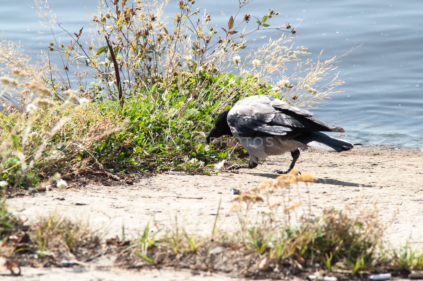 crow on the beach by antonius_