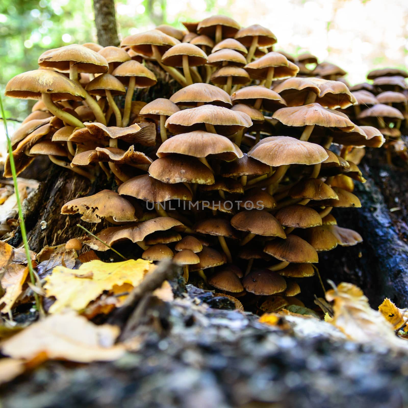 forest mushroom in moss after bir longtime rain