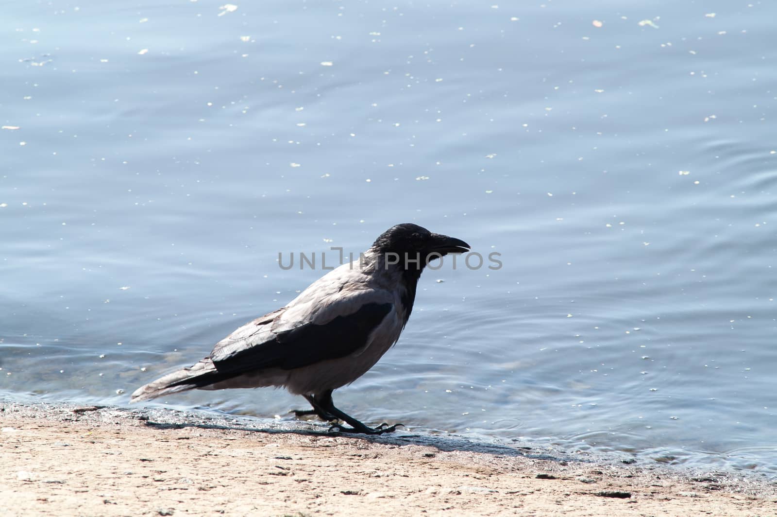 crow on the beach in the grass near the water