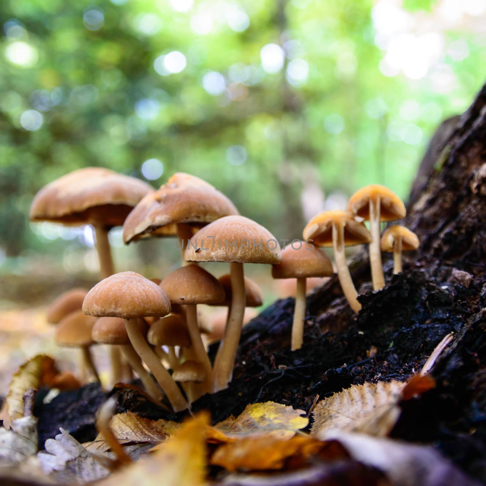 forest mushroom in moss after bir longtime rain