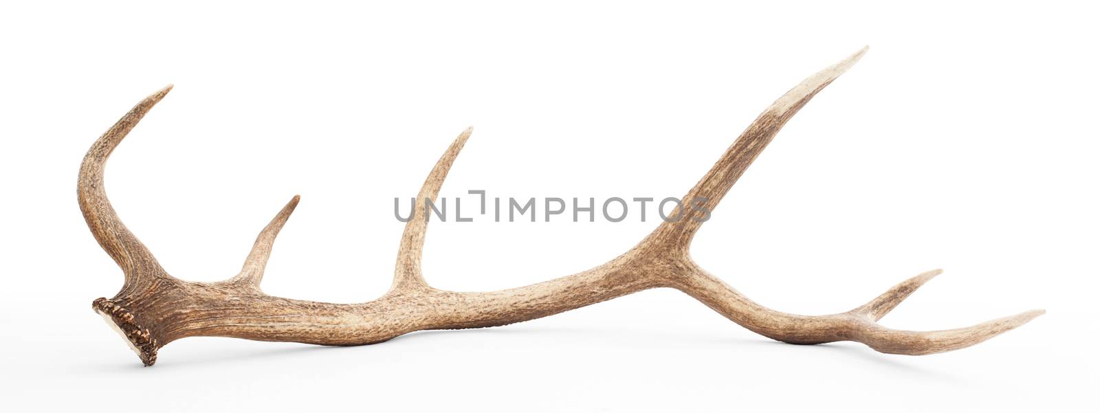 Large antler isolated on white background by michaklootwijk