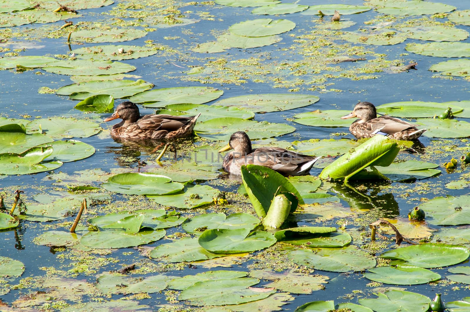 duck , water  by antonius_