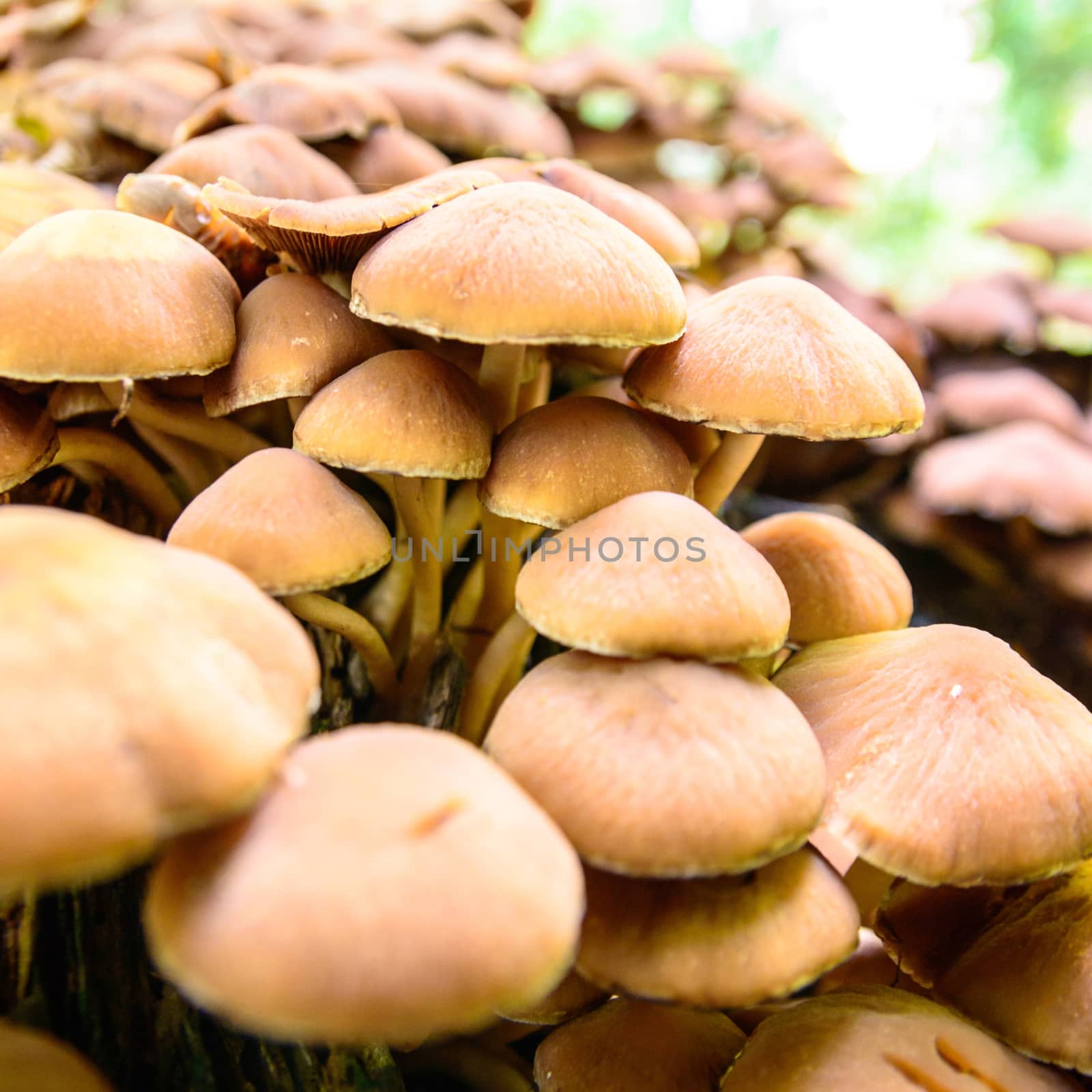 forest mushroom in moss after bir longtime rain