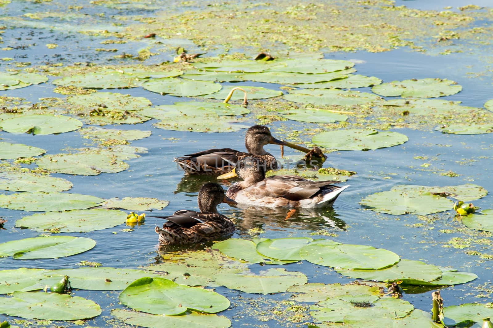 duck on the water in the green