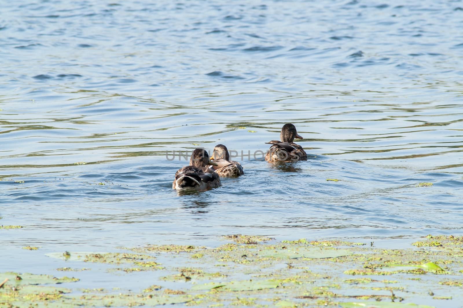 duck , water  by antonius_