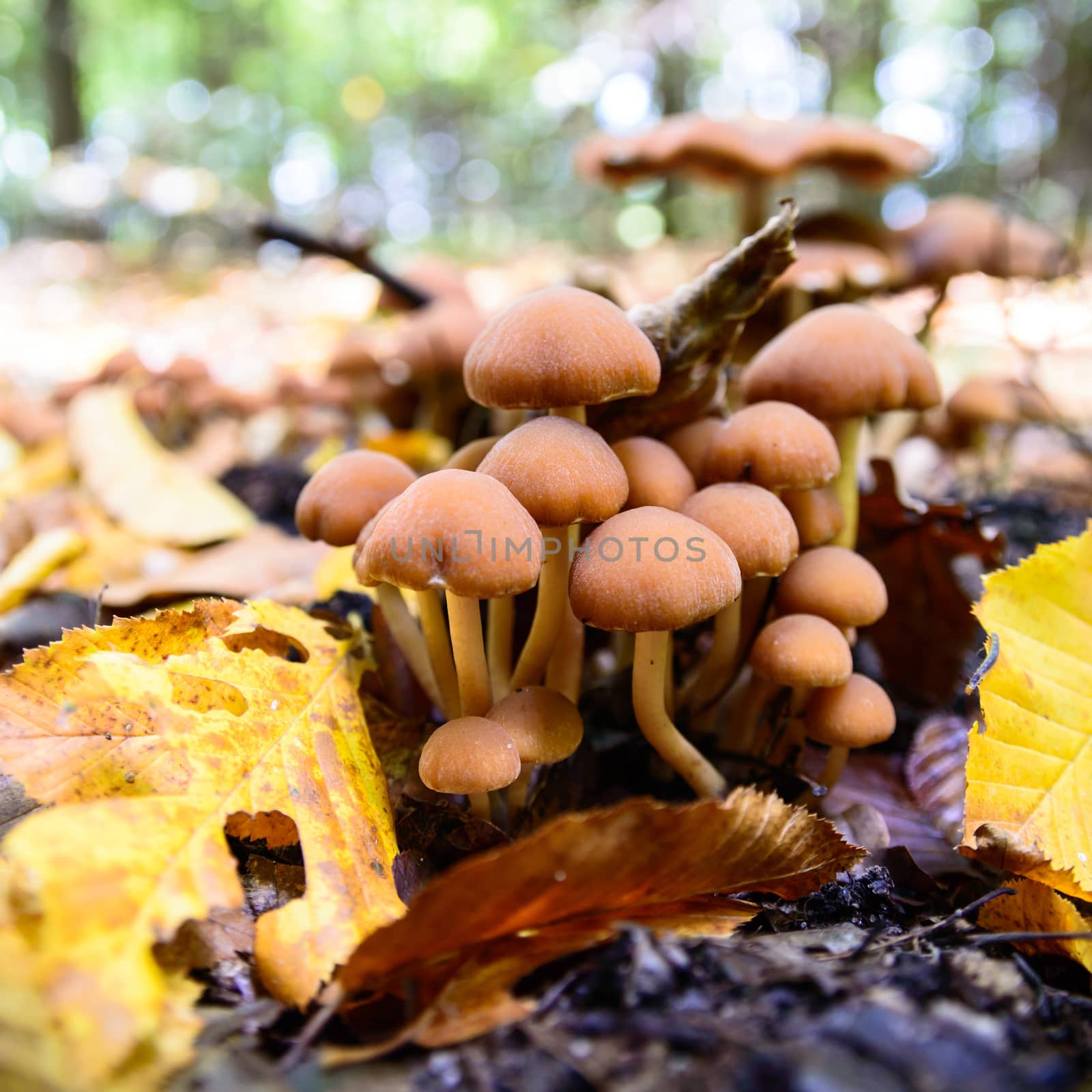 mushroom by TSpider