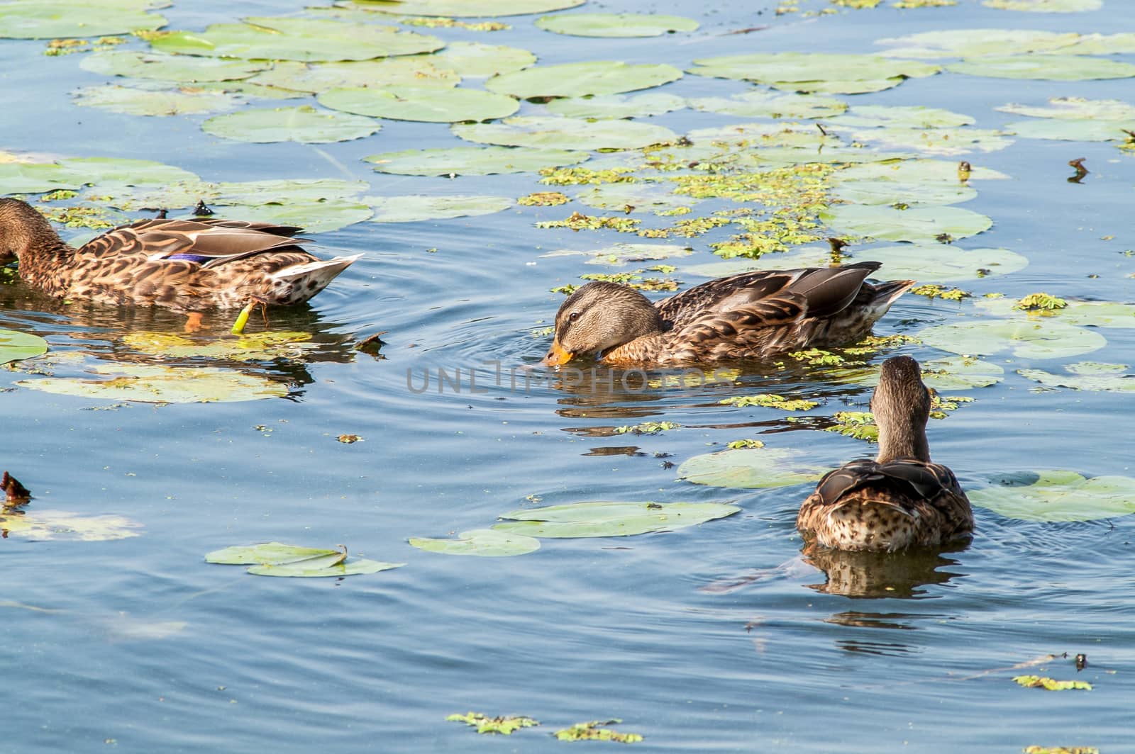 duck , water  by antonius_