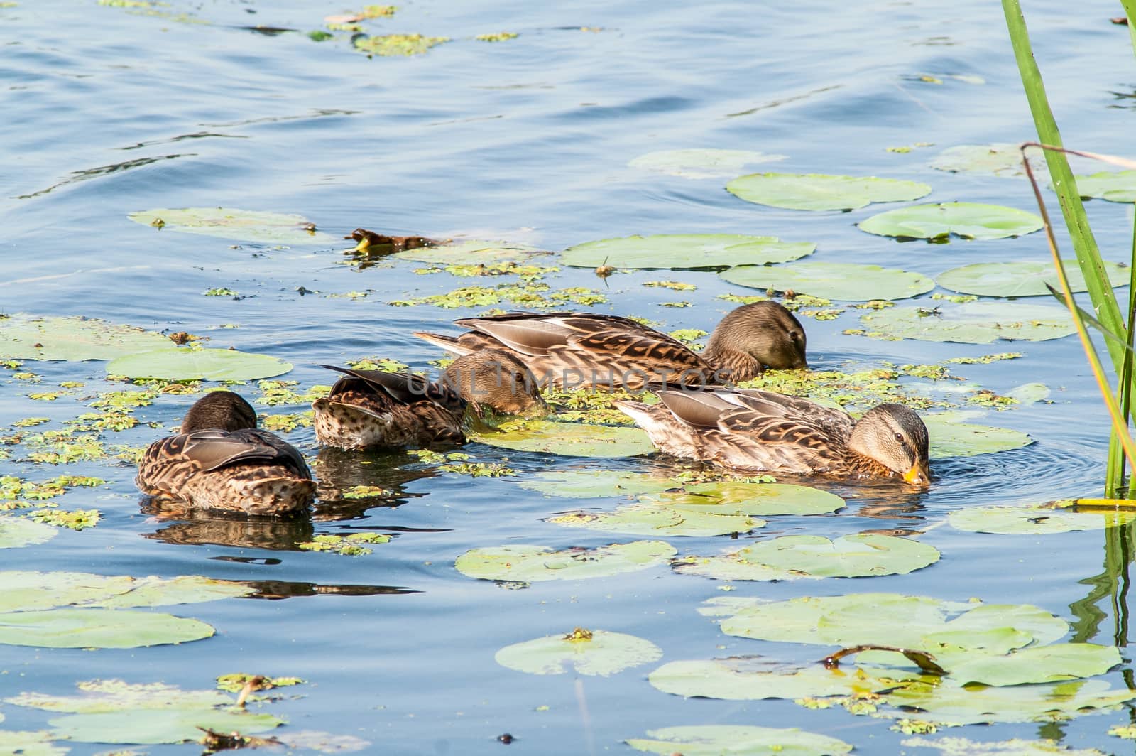 duck on the water in the green