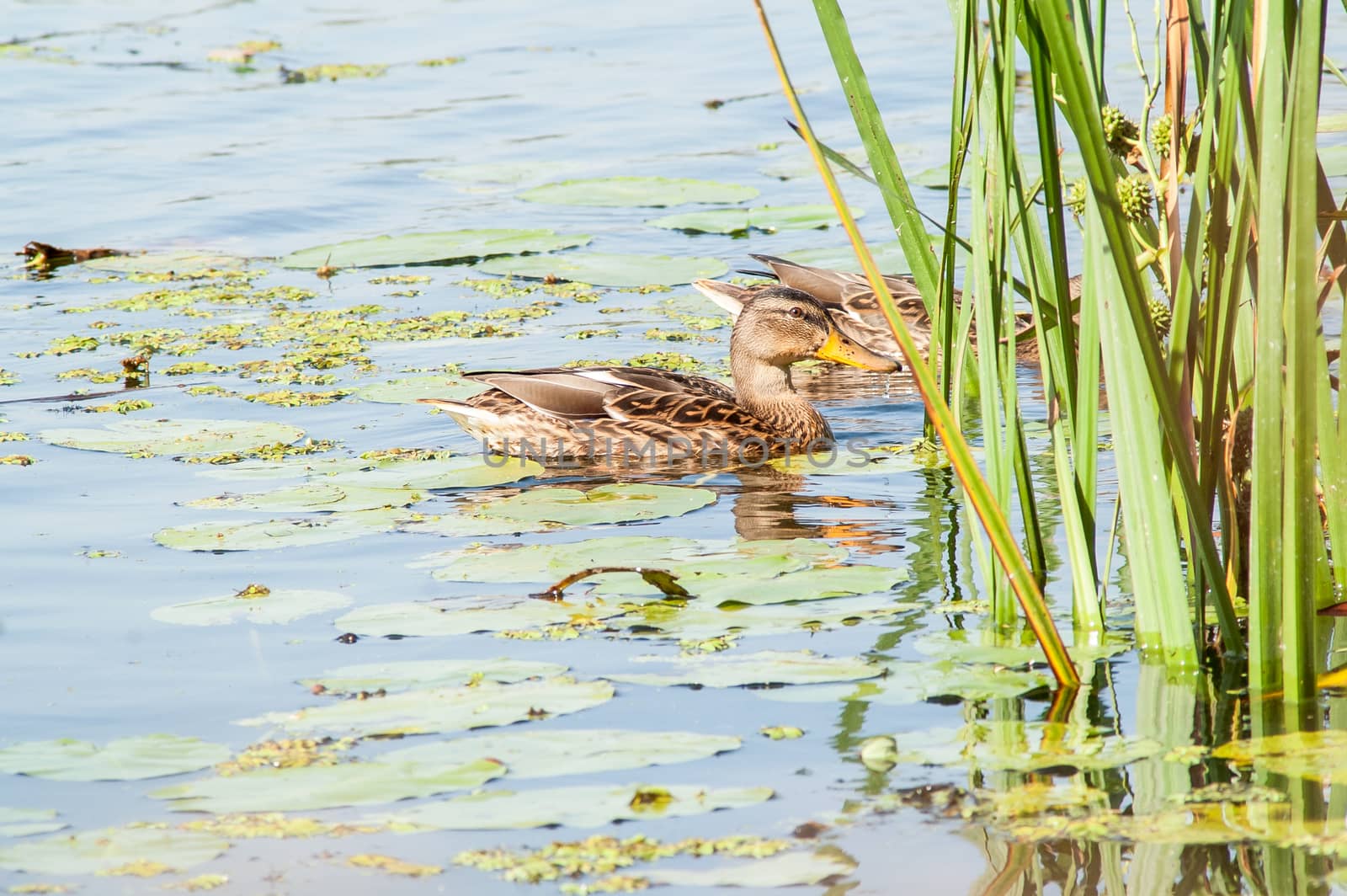 duck , water  by antonius_