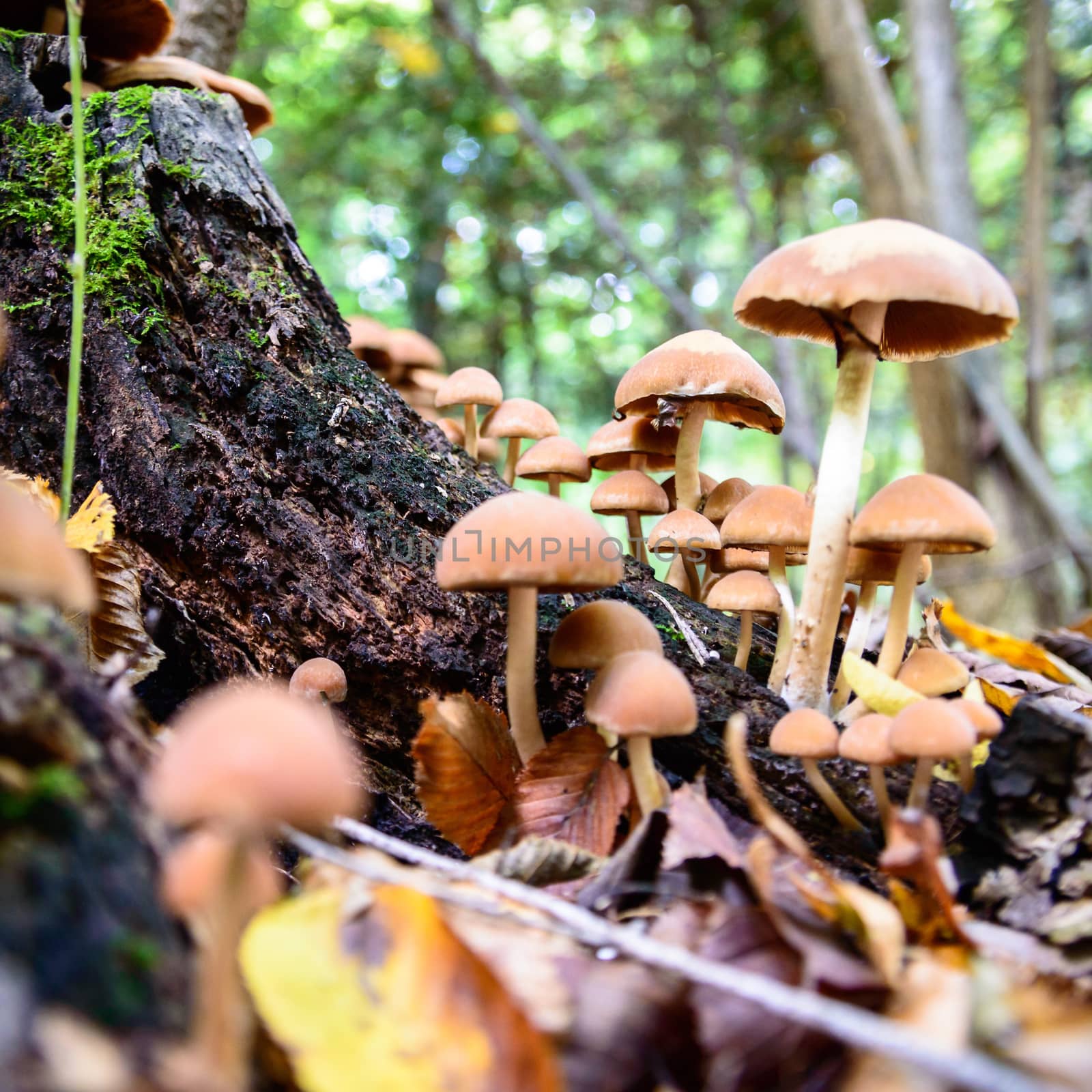 forest mushroom in moss after bir longtime rain