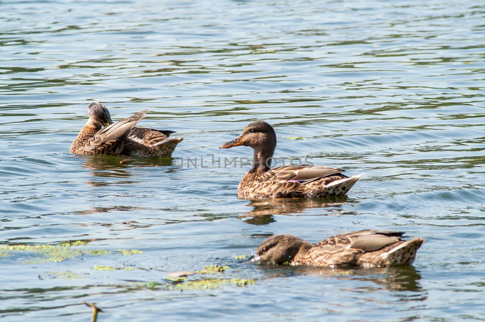 duck on the water in the green