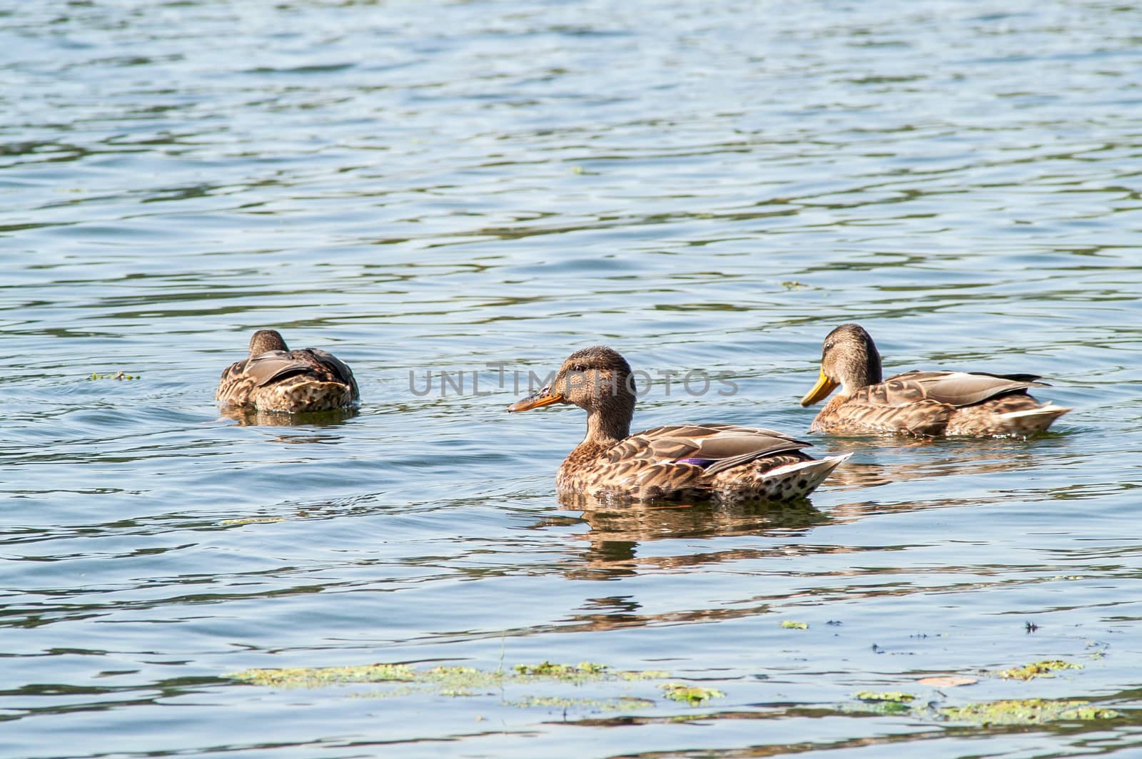 duck on the water in the green