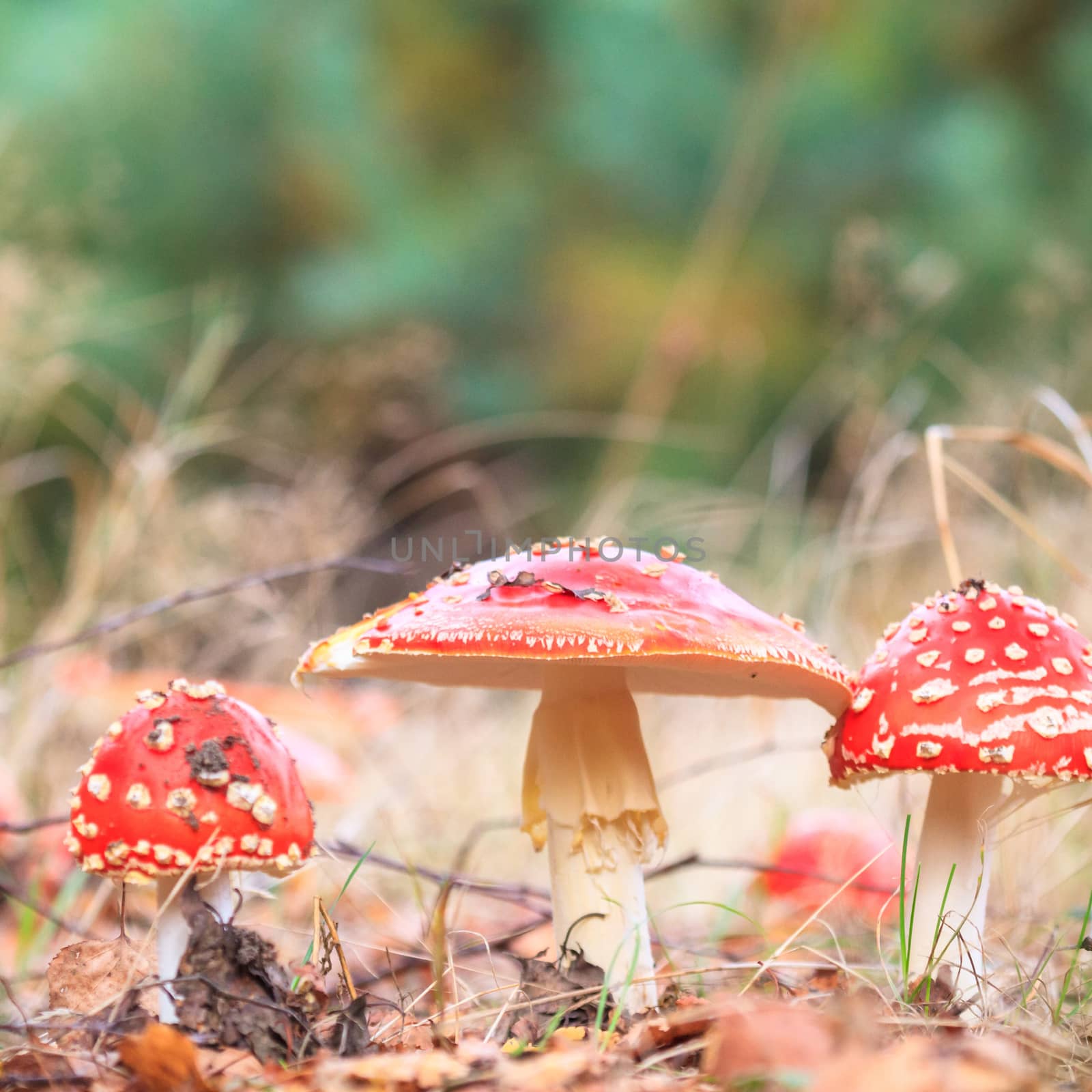 forest mushroom in moss after bir longtime rain