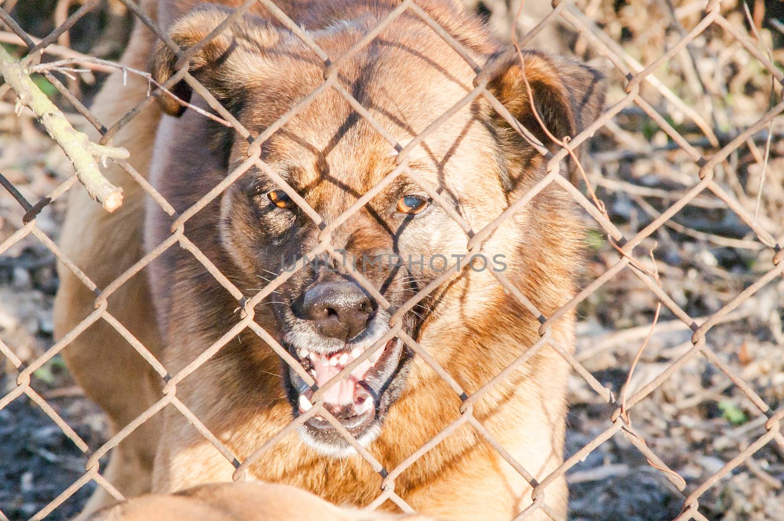 evil dog runs to bite through the mesh fence