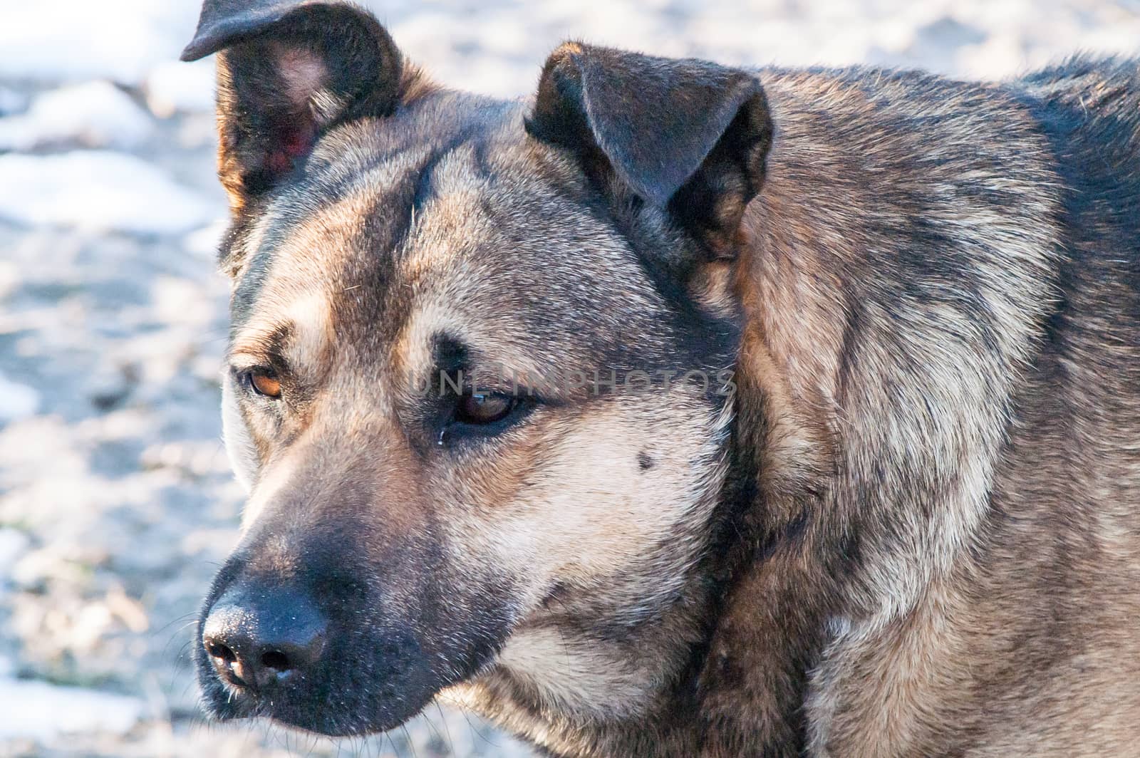 portrait, lonely self stray dog on a sunny day