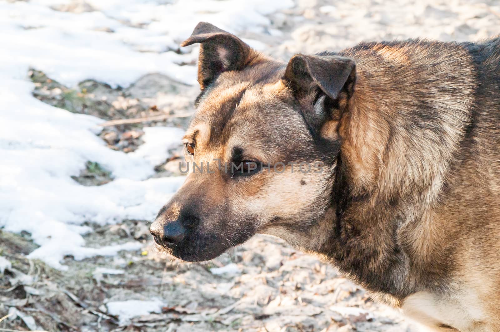 portrait, lonely self stray dog on a sunny day