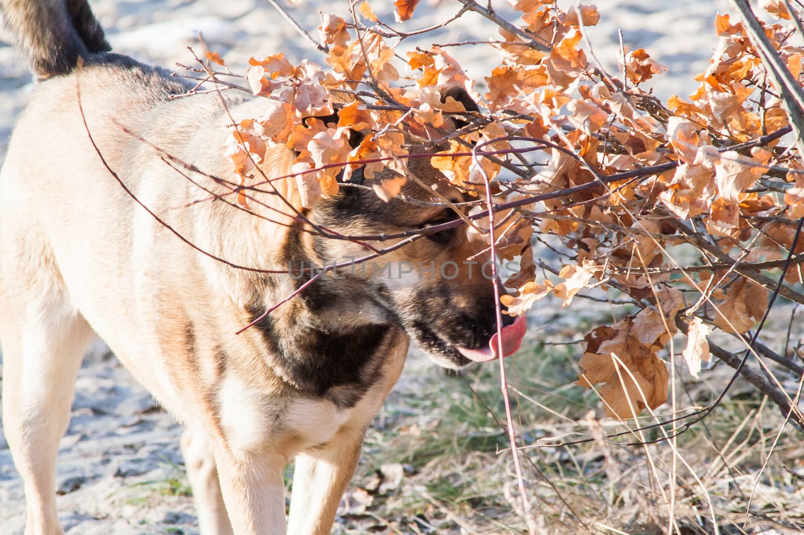 self stray dog  by antonius_